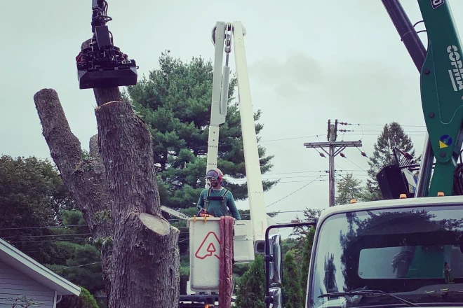 A tree being removed by Arbor works employees
